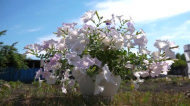 rahat avlu çiçekli. Yaz bahçesinde mor Petunya çiçek. yakın çekim. Çiçek iş. Parkta bahar güzel çiçekler açar.