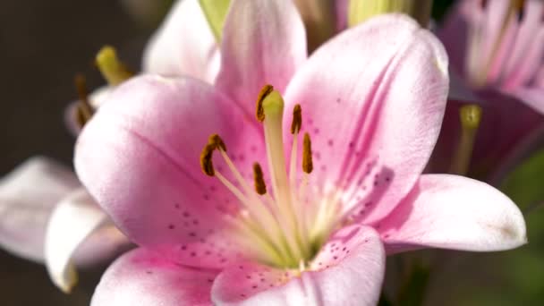 Flower bud, close up pistils stamens. Pink garden lily blooms in the summer garden. close-up. Flower business. Beautiful flowers bloom in spring in the park. — Stock Video