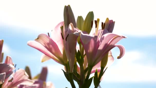 公園の春には美しい花が咲きます。夏の庭にはピンクガーデンのユリが咲きます。クローズ アップ。フラワービジネス. — ストック動画