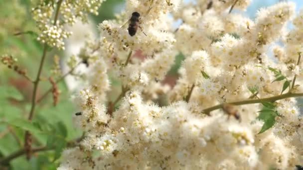 昆虫从树枝上盛开的黄色花朵中采集花蜜。特写。慢动作。蜜蜂收集花蜜, 在树枝上授粉。春天庭院花在树, 芽绽放. — 图库视频影像