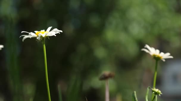 Concept d'entreprise de fleurs. gros plan. De belles marguerites fleurissent en été sur la pelouse. fleurs blanches Marguerite balancent dans le vent le champ d'été. Phytothérapie . — Video