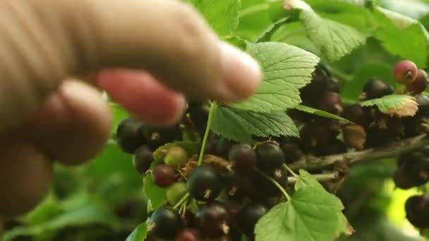 環境に優しい黒スグリ。ブラックカラントの収穫は、農家によって収集されます。手摘採熟した黒スグリの果実。クローズ アップ。庭の甘いスグリの大きなベリー。においしいベリー — ストック動画