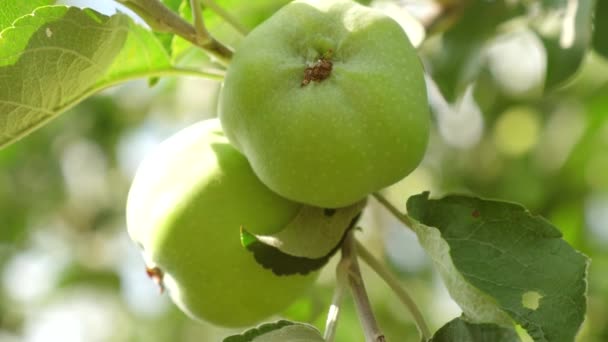 Manzanas respetuosas con el medio ambiente. Manzanas verdes en el árbol. hermosas manzanas maduran en una rama en los rayos del sol. negocio agrícola. Manzanas en el árbol . — Vídeo de stock