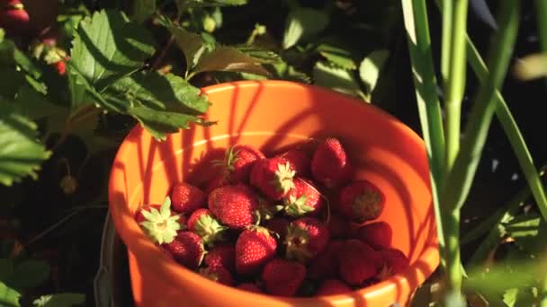 Hand pikt een rode aardbei uit een struik en zet het in een emmer. een landbouwer oogst een rijpe bes. tuinders hand verzamelt aardbeien in de zomer in de tuin. heerlijke aardbei dessert — Stockvideo