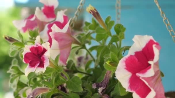Ζεστή αυλή με λουλούδια. Άσπρη-κόκκινη Πετούνια ανθίζει κατά τη θερινή περίοδο σε γλάστρα. Γκρο πλαν. Όμορφα λουλούδια ανθίζουν την άνοιξη στο πάρκο. Επιχείρηση λουλουδιών. Αργή κίνηση — Αρχείο Βίντεο