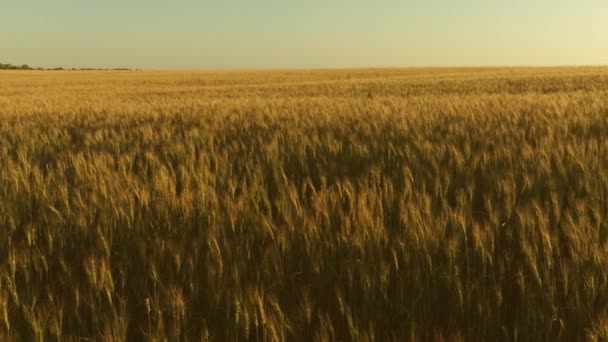 Pole zralosti pšenice proti modré obloze. Špičáky pšenice s obilím otřásají větrem. Sklizeň zrní v létě. zemědělský podnikatelský koncept. šetrná k životnímu prostředí — Stock video
