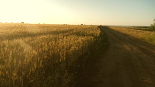 un grand champ de blé mûr et une route rurale. Des épillets de blé avec du grain secouent le vent. La récolte des grains mûrit en été. Le concept d'entreprise agricole. blé biologique 