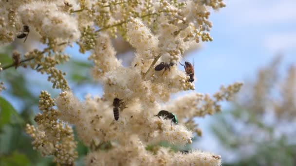 花の上の蜂の飛行スローモーション。ミツバチは白い花に飛び乗って蜜を集めます。枝に黄白の花を咲かせる様々な昆虫受粉。クローズ アップ。春の庭の花が咲く — ストック動画