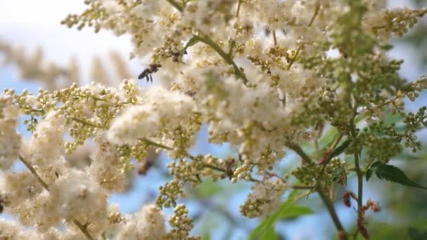 昆虫授粉盛开的黄白色的花在树枝上。特写。蜜蜂在花朵上飞行慢动作。蜜蜂飞在白花上收集花蜜。春天的花朵在树上绽放. — 图库视频影像