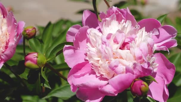 Flores bonitas vermelhas Peônias treme vento na primavera no jardim. close-up. Flores bonitas florescem Paeonia lactiflora na primavera em um canteiro de flores. Formiga e insetos rastejando em uma bela flor . — Vídeo de Stock