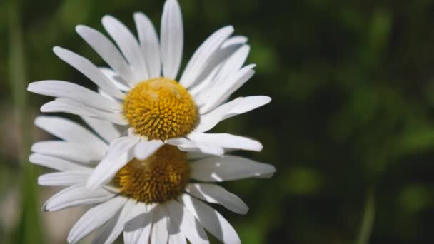 White daisy flowers shakes by the wind in summer in a field. close-up. Beautiful spring daisies in the meadow. Slow motion — Stock Video