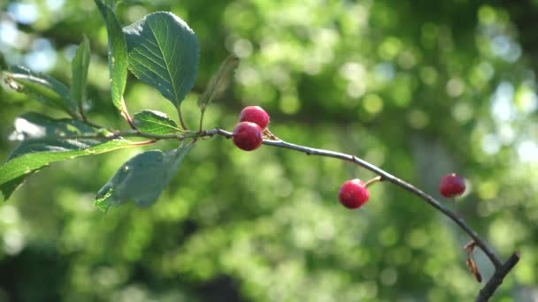 Ciliegia rossa matura su un ramo d'albero, bacche deliziose, primo piano. frutteto di ciliegie con con bella ciliegia estiva. gocce d'acqua sulle foglie di ciliegio — Video Stock