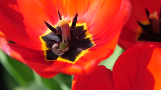 Knopp av röd tulpan närbild. skalbagge samlar nektar i en blomma. Insekter kryper i blomman. Närbild. — Stockvideo