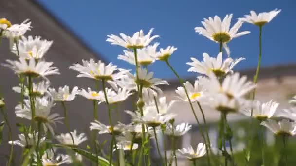 Vackra daisy blommor på gården. vita blommor skakar vinden mot den blå himlen — Stockvideo