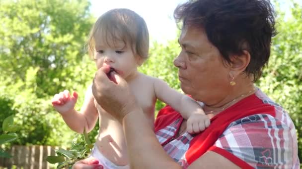Το παιδί τρώει ένα ώριμο μούρο στον κήπο στην αγκαλιά της γιαγιάς. η γιαγιά ταΐζει την εγγονή της με κόκκινα κεράσια. η μητέρα ταΐζει την κόρη της κεράσι το καλοκαίρι στον κήπο. — Αρχείο Βίντεο
