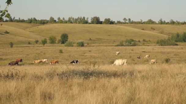 Cows graze on pasture. Dairy business concept. cattle in the meadow. The concept of ecological cattle breeding in agriculture. — Stock Video