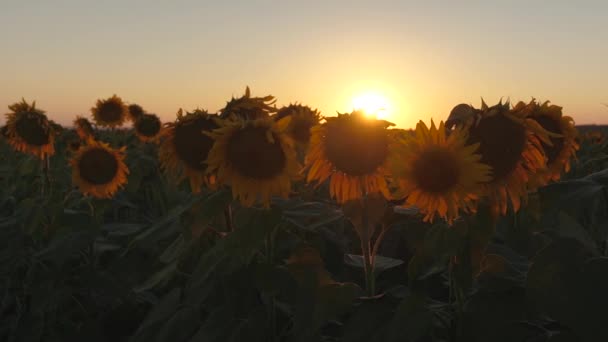 Krásné kvetoucí slunečnice pole v paprscích krásný východ slunce. detail. ekologicky čistá sklizeň slunečnice. zemědělské obchodní koncepce. organický sklizeň slunečnice. — Stock video