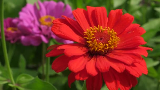 Κόκκινο κήπο λουλουδιών ανθίζει την άνοιξη. Γκρο πλαν. Όμορφα λουλούδια Ζίννια ανθίζουν στον κήπο. δουλειά με λουλούδια. πολύχρωμα λουλούδια στο πάρκο το καλοκαίρι. — Αρχείο Βίντεο