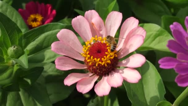 Biet samlar nektar från rosa blomma i trädgården under våren, sommaren. Mångfärgade blommor i parken. Vackra blommor zinnia blomma i trädgården. blomster affärer. bin samla honung. Närbild — Stockvideo