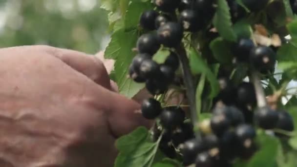 Η συγκομιδή του φραγκοστάφυλου συλλέγεται από έναν αγρότη. μαύρο ώριμο ζουμερό σταφίδα στον κήπο, ένα μεγάλο γλυκό βατόμουρο. Νόστιμο βατόμουρο στο κλαδί. Γκρο πλαν — Αρχείο Βίντεο