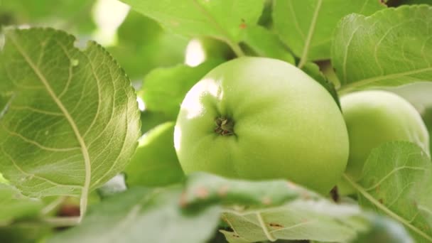 Maçãs verdes na árvore. close-up. Maçãs na árvore. belas maçãs amadurecem em um ramo nos raios do sol. Negócios agrícolas. frutos biológicos . — Vídeo de Stock