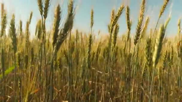 Espiguillas de trigo con grano sacude el viento. campo de trigo maduro contra el cielo azul. cosecha de grano madura en verano. concepto de negocio agrícola. trigo respetuoso del medio ambiente — Vídeo de stock