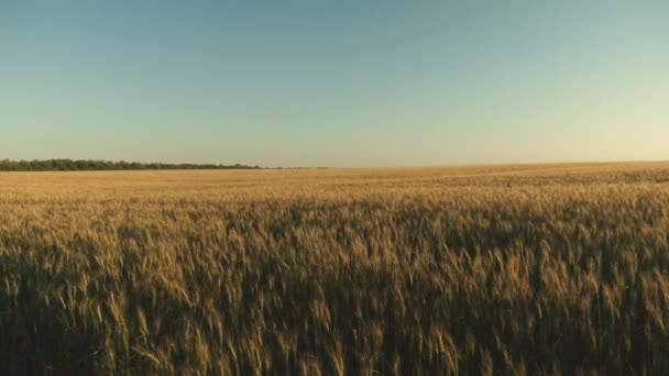 Поле созревания пшеницы на фоне голубого неба. Колючки пшеницы с зерном трясут ветер. Урожай зерна созревает летом. сельскохозяйственный бизнес концепция. экологически чистая пшеница — стоковое видео