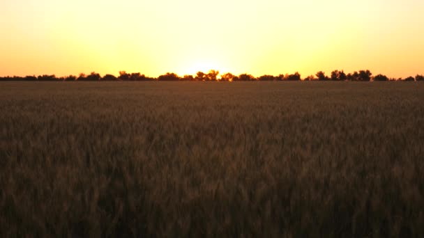 Campo di maturazione del grano contro il tramonto. spighe di grano mature con grano la sera estiva. Il raccolto dei cereali matura in estate. Il concetto di attività agricola. frumento biologico — Video Stock