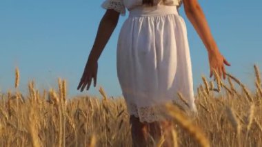 beyaz elbise kızı olgun buğday alanına gider, kızın elleri buğday olgun kulakları dokunmak, yavaş hareket. Close. Tarımsal iş konsepti. çevre dostu buğday hasat.