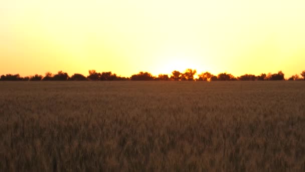 La raccolta del grano matura in estate. Campo di maturazione del grano contro il tramonto. spighe di grano mature con grano la sera estiva. concetto di attività agricola. frumento ecologico — Video Stock