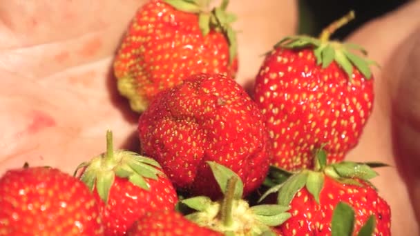 Palmeras masculinas que muestran jugosas fresas sabrosas en el verano en el jardín. Un granjero en sus palmas muestra fresas rojas con primer plano. Jardinero recoge bayas maduras . — Vídeo de stock