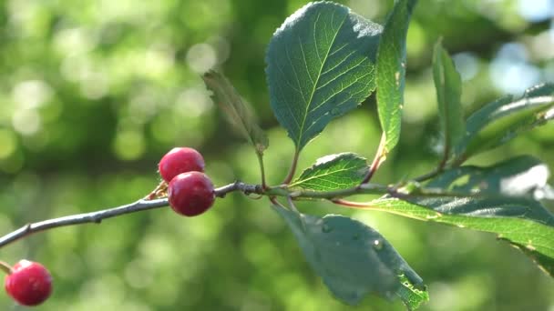 Cereja vermelha no ramo da árvore com um par de bagas deliciosas. Close-up. pomar de cereja com bagas vermelhas maduras no verão. gotas de água em folhas de cereja. conceito de jardinagem . — Vídeo de Stock