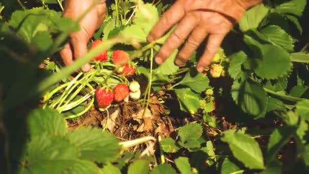 Zahradník sbírá z křoví lahodnou jahodu. a jeden z nich si z křoví vypláče červenou jahodou. Close-up. farmář sklimá zralý bobule. — Stock video