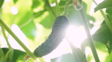 salatalık bir Bush güneşte büyür. açık alanda yetiştirilen taze salatalık. Plantation salatalık. Seralarda salatalık büyüyen. Bahçe iş. çiçek açan salatalık. ekolojik temizlik.