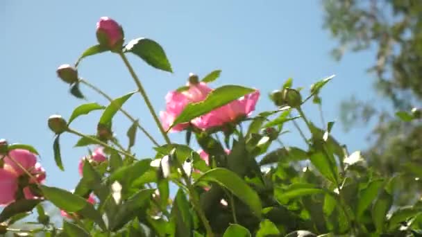 Krásné růžové květy pivoňky třese vítr na jaře na zahradě. Krásné pupeny Paeonia lactiflora kvetou na jaře proti modré obloze. Květinový koncept podnikání. detail — Stock video