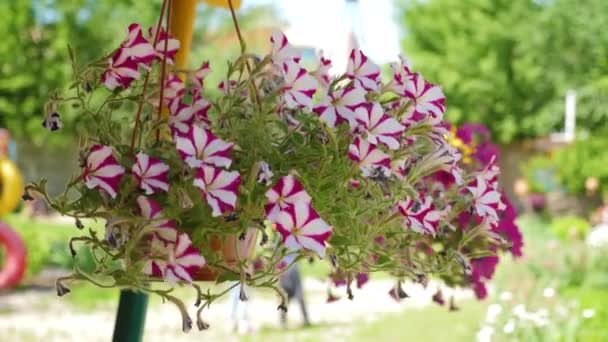 White-red petunia blooms in the summer season in a flower pot. close-up. Flower business. Beautiful flowers bloom in spring in the park. Cozy courtyard with flowers. Slow motion — Stock Video