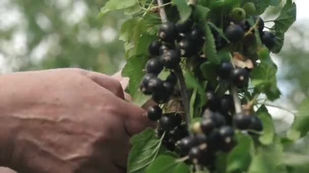 A colheita da groselha-preta é recolhida por um agricultor. groselhas suculentas maduras pretas no jardim, uma grande groselha doce. Baga saborosa no ramo . — Vídeo de Stock