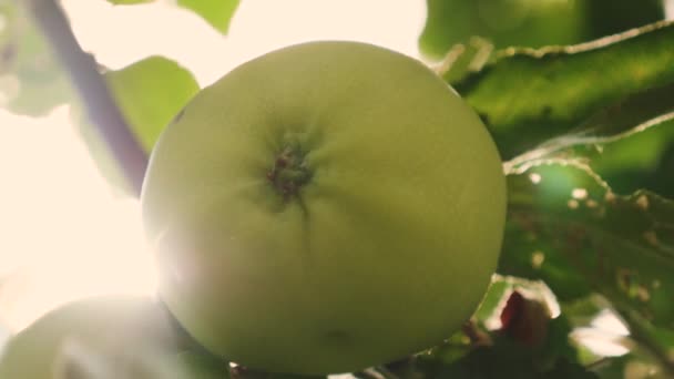 Güzel elma güneş ışınlarının bir şube olarak olgunlaşır. tarıma dayalı işletme. Yeşil elma ağacı üzerinde. organik meyve. Elma ağacı üzerinde. — Stok video