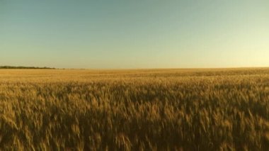 Yaz aylarında tahıl hasat olgunlaştırır. mavi gökyüzüne karşı olgunlaşma buğday alanı. Tahıl ile buğday spikelets rüzgar sallar. Tarımsal iş konsepti. çevre dostu buğday