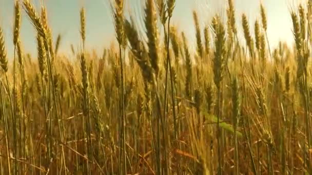 Les spikelets de blé avec le grain secoue le vent. champ de blé mûrissement contre le ciel bleu. récolte de grains mûrit en été. concept d’entreprise agricole. blé respectueux de l’environnement — Video
