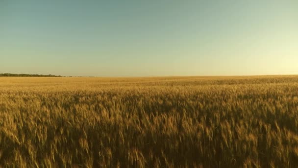 Graanoogst rijpt in de zomer. gebied van rijping tarwe tegen de blauwe hemel. Aartjes van tarwe met graan schudt de wind. agrarische business concept. milieuvriendelijke tarwe — Stockvideo