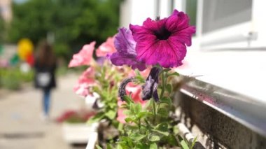 Güzel çiçekler parkta baharda çiçek. Beyaz-kırmızı Petunya yaz sezonunda bir çiçeğin içinde çiçek açar. Close. Çiçek işi. Çiçeklerle dolu rahat bir avlu. Yavaş hareket