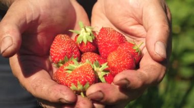 Erkek el kırmızı çilek elinde gösterir. Çiftçi olgun berry toplar. Bahçıvan palm lezzetli çilek yaz aylarında bahçede gösterir. yakın çekim