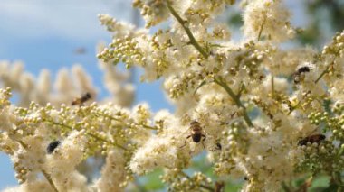 Arı yakın çekim nektarı toplamak ve bir ağaç dalı çiçekler tozlaşmak. böcekler bir dalda sarı çiçek açan gelen nektar çiçek toplamak. Ağır çekim. Bahar bahçe çiçek tomurcukları ağaçlar üzerinde çiçek.