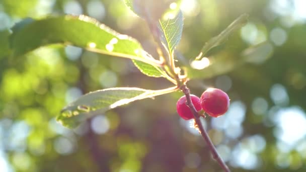 おいしいベリーのペアで木の枝に赤いチェリー。クローズ アップ。夏に熟した赤い果実と桜の果樹園。雨の後熟すチェリーの美しい太陽フレア. — ストック動画