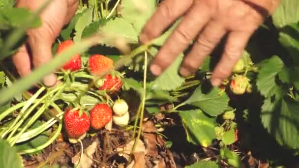 Jardinero recoge una deliciosa fresa de los arbustos. una mano de hombre arranca una fresa roja de un arbusto. Primer plano. un agricultor cosecha una baya madura . — Vídeo de stock