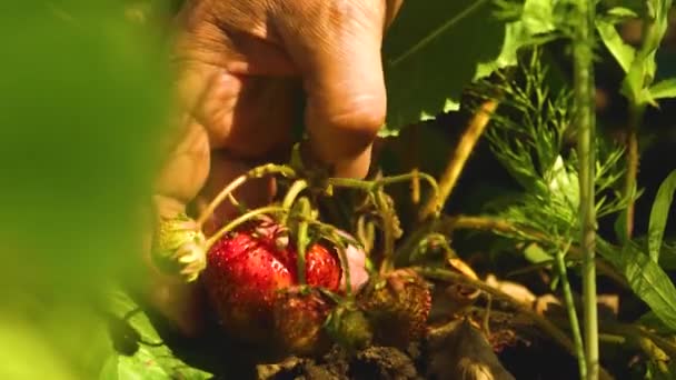 Рука чоловіка розриває червону полуницю з куща. крупним планом. фермер збирає стиглу ягоду. садівники руки підібрали полуницю влітку в саду . — стокове відео