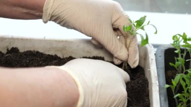 Toprağa ekilmiş yeşil filizler, kadın eli eldivenli serada. Yakın plan. Çiftçilerin yetiştirdiği bir serada organ nakli yapılıyor. Avuç içlerindeki domates tohumu..