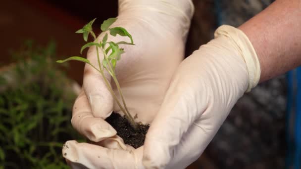 Grön spira med jord i kvinnliga händer i handskar. Tomatplantor i händerna på en trädgårdsmästare. Närbild. växande plantor i en växthus bonde. Val av fröplantor för jordbruket. — Stockvideo