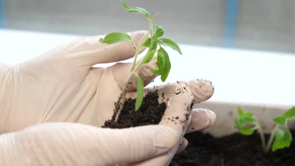 Pěstování sazenic ve skleníkovém farmáři. výběr sazenic pro zemědělství. zelený klíček s hlínou v ženských rukou v rukavicích. Rajčatové sazenice v rukou zahradníka. close-up. — Stock video